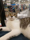 Romeo