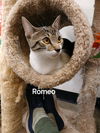 Romeo