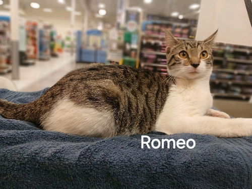 Romeo