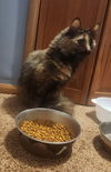 Bella (torti)