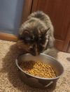 Bella (torti)