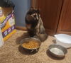 Bella (torti)