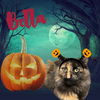 Bella (torti)