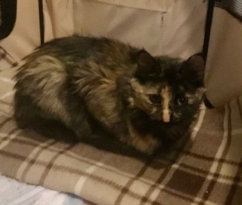 Bella (torti)