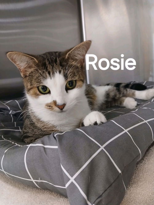 Rosie