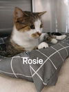 Rosie