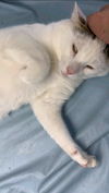 Klaus