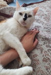 Freya