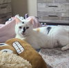 Freya