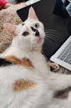 Freya