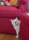 Freya