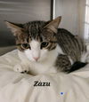 Zazu