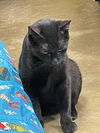 Oscar
