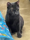 Oscar