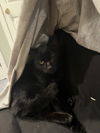 Simon