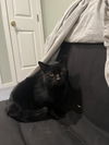 Simon
