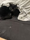 Simon