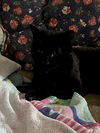 Phyllis