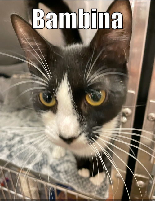 Bambi