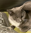 Snoop