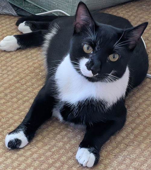 Domino