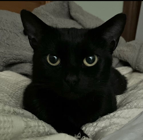 Boo