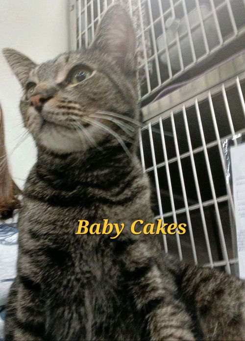 Baby Cakes