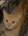 Jack (orange) FIV+