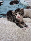Willow