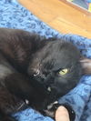 Romeo