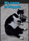 Muppet