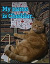 Cheddar