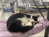 Misty