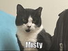 Misty