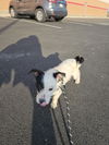 Max (mixed terrier)
