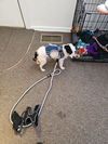 Max (mixed terrier)