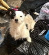 Max (mixed terrier)