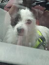 Max (mixed terrier)