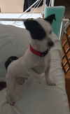 Max (mixed terrier)