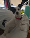 Max (mixed terrier)