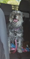 Tia