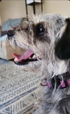 Tia