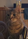 Milly