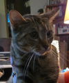Milly