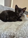 Jellybean