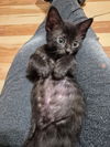 Jellybean