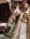 Alvin
