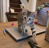 Athena