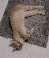 Tigger