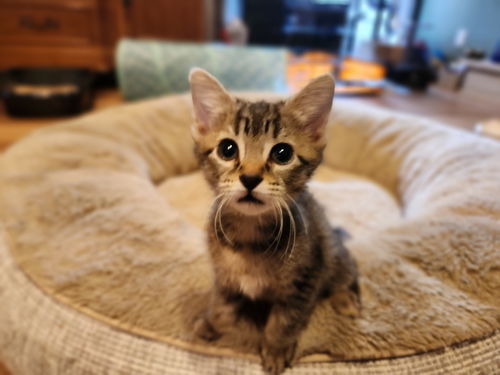 Houdini